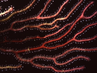 Deepwater lace fan-Grenada