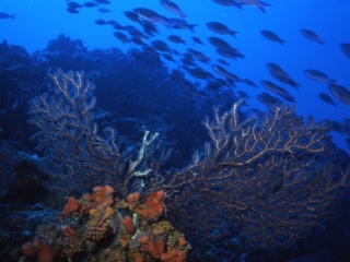 Deepwater lace fan-Saba