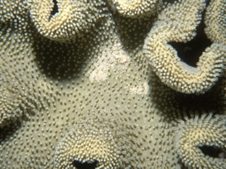 Fungus coral-Maldives