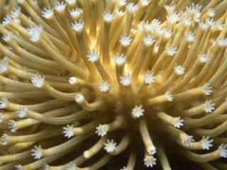 Sarcophyton soft coral-Maldives