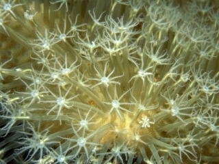 Sarcophyton soft coral-Truk Lagoon