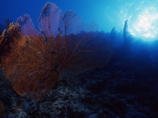 Sea fan and sun-Coral Sea, Australia