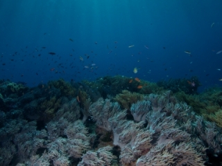 Sinularia soft coral & sunrays (dig)-Fiji