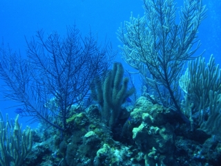 Soft corals-Isle of Youth, Cuba