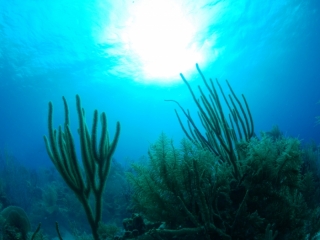 Soft corals (dig)-Belize