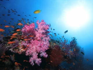 Soft corals (dig)-Fiji