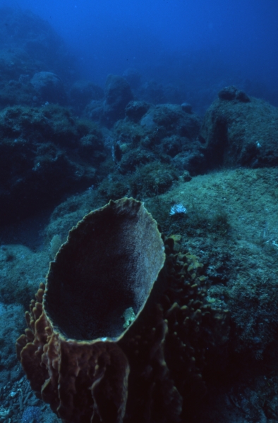 Barrel sponge-Guadeloupe