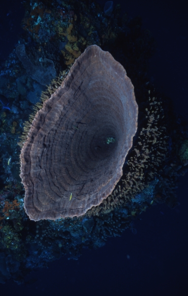 Barrel sponge from above-Eye of the Needle, Saba