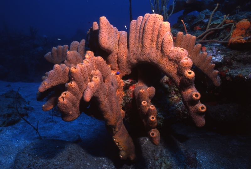 Brown tube sponge-Saba