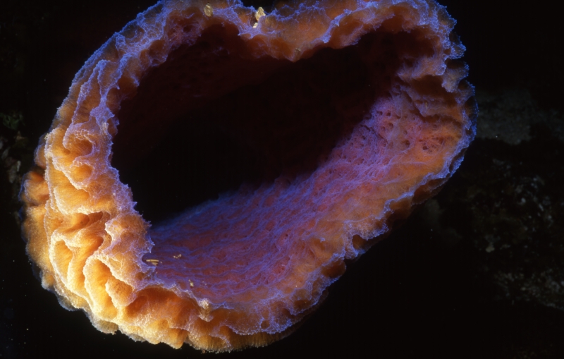 Iridescent tube sponge-Belize