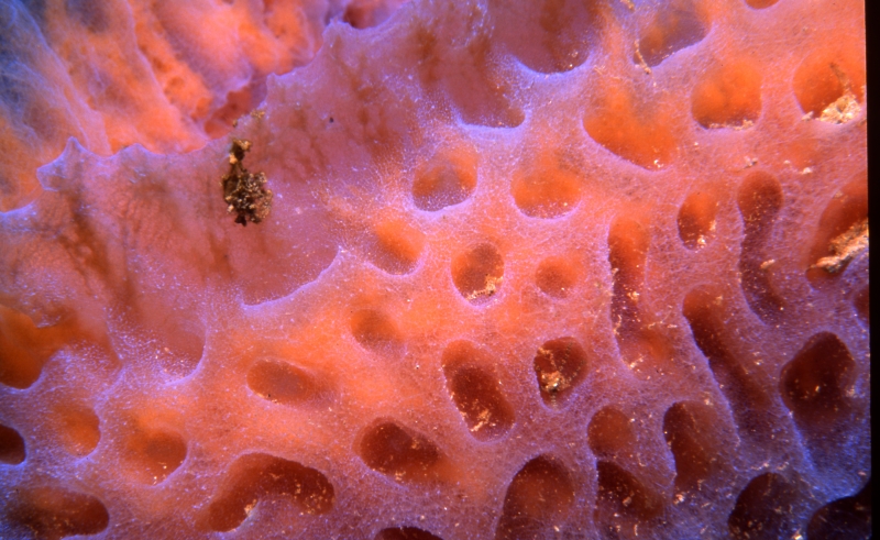 Iridescent tube sponge-Saba, Netherland Antilles