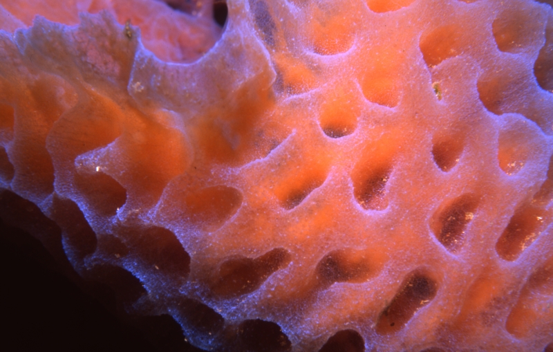 Iridescent tube sponge-Saba