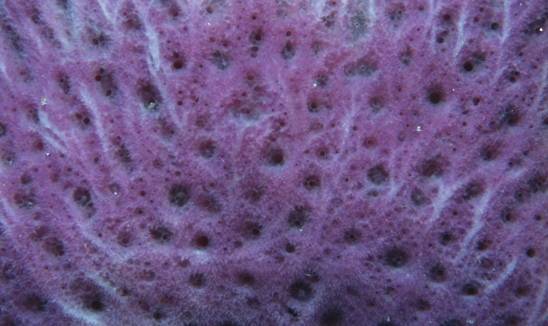 Iridescent tube sponge-St. Kitts