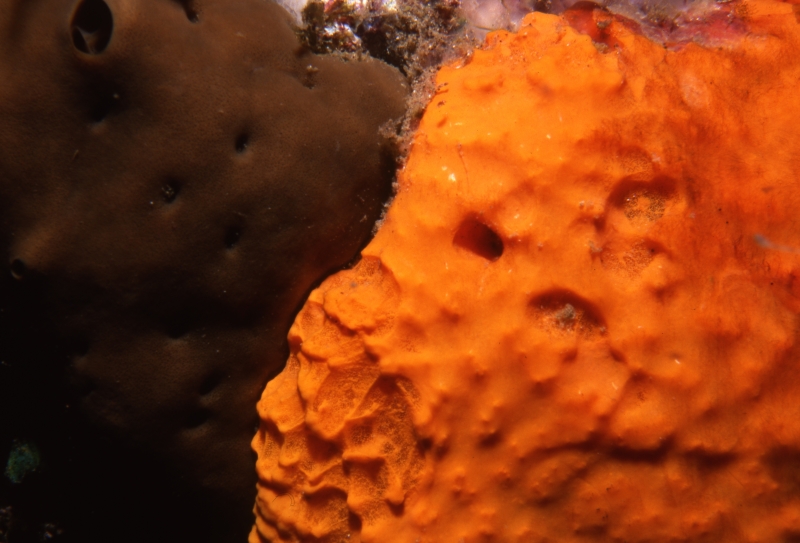 Meeting of the sponges-Saba