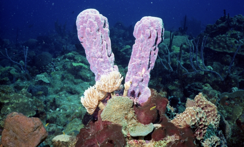 Purple tube sponge-St. Kitts