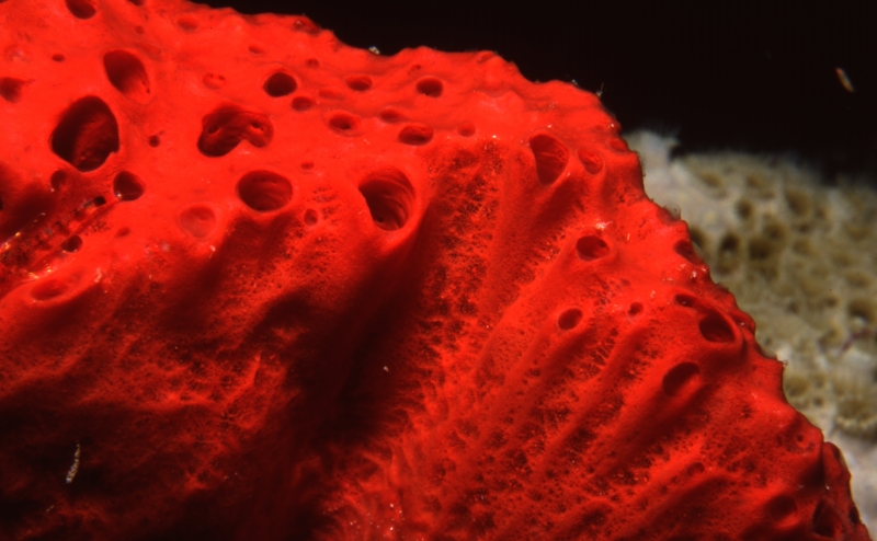 Red sponge-Saba