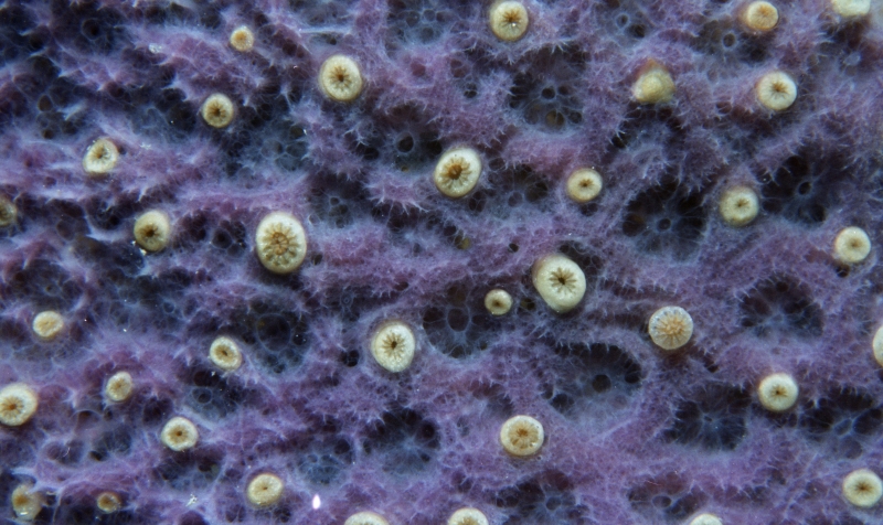 Sponge with coral polyps-St. Kitts