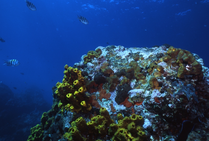Tube & Encrusting sponges-Saba