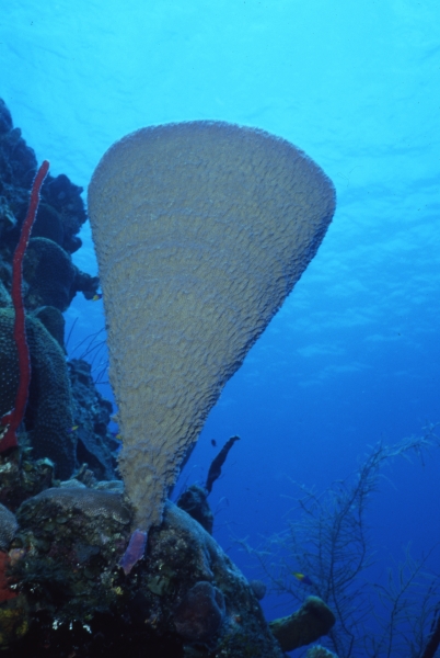 Vase sponge-Belize