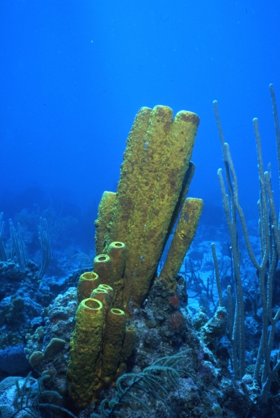 Yellow tube sponge-Provo, Turks & Caicos