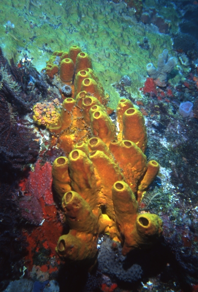 Yellow tube sponge-Saba