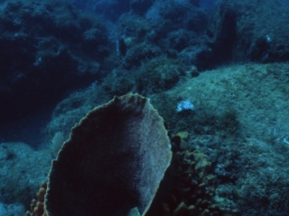 Barrel sponge-Guadeloupe