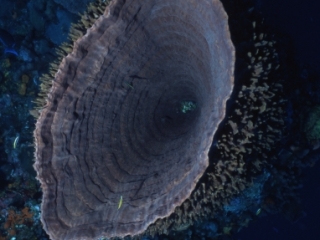 Barrel sponge from above-Eye of the Needle, Saba