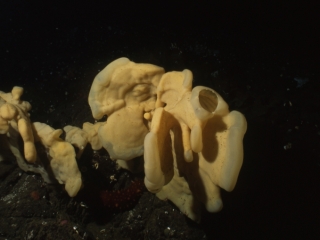 Cloud sponge-Saanich Inlet, Vancouver Island