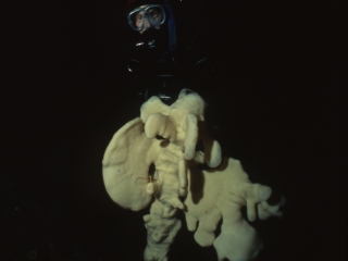 Cloud sponge (skeleton like) & diver-Saanich Inlet, Vancouver Island