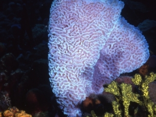 Iridescent tube sponge-Dominica