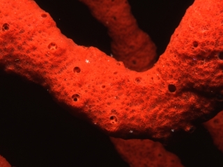 Red finger sponges-Saba, Netherland Antilles