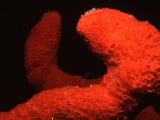 Red finger sponges-Saba
