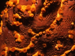 Sponge & Orange cup coral-Carriacou