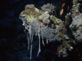 Sponge (dripping)-Red Sea