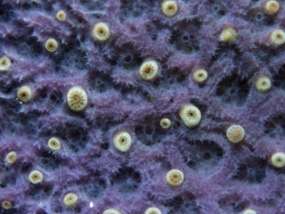 Sponge with coral polyps-St. Kitts