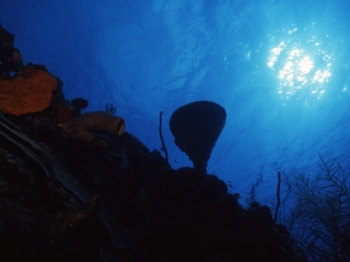 Sponges on a wall-Belize