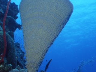 Vase sponge-Belize