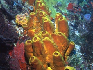 Yellow tube sponge-Saba