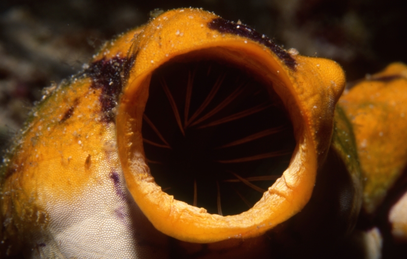 Sea squirt siphon-Australia