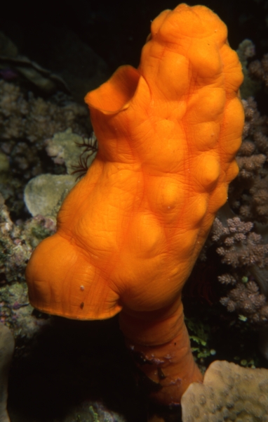 Tunicate-Coral Sea, Australia