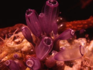 Painted tunicates-Belize