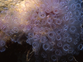Painted tunicates-St. Kitts