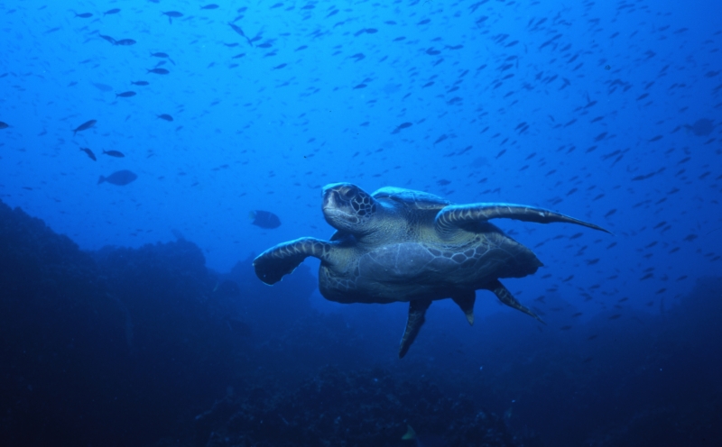 Green turtle-Wolf Island, Galapagos