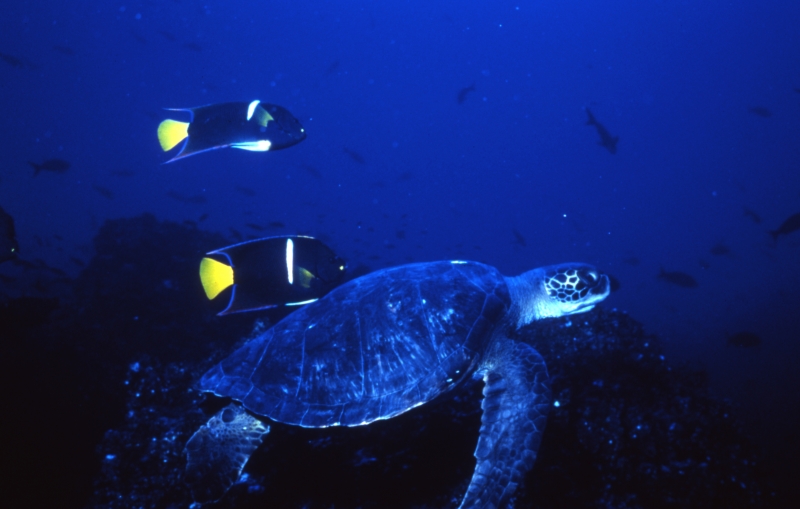 Green turtle & angelfish-Galapagos