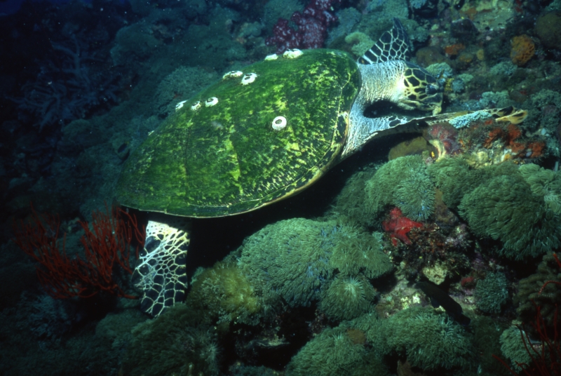 Green turtle feeding-Yongala wreck, Australia