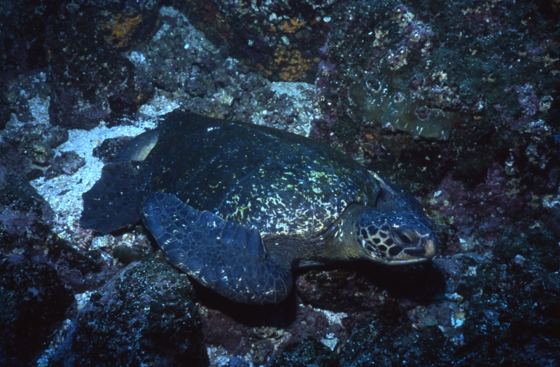 Green turtle resting-Galapagos