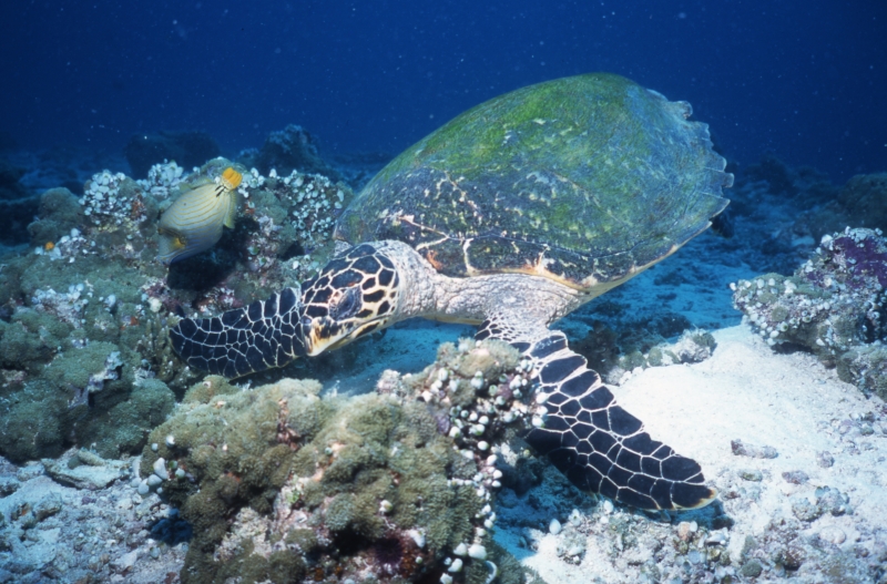 Green turtle seeking a meal-Maldives