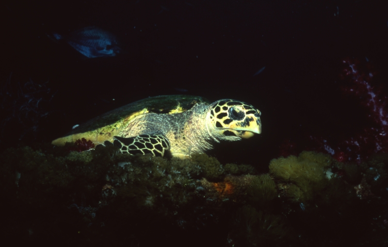 Hawksbill turtle-Coral Sea
