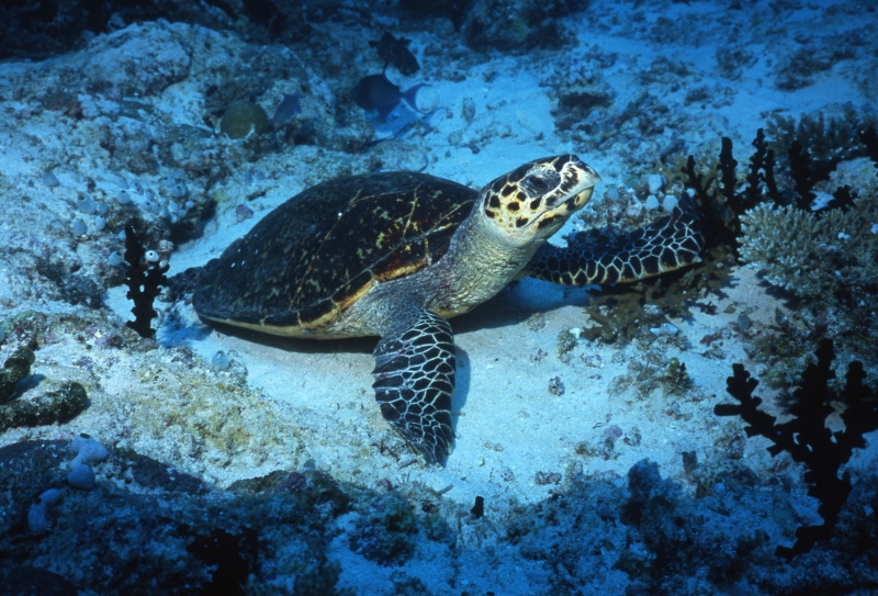 Hawksbill turtle-Maldives
