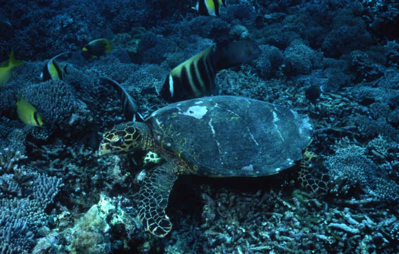 Hawksbill turtle & Sixband angelfish-Sipadan Island